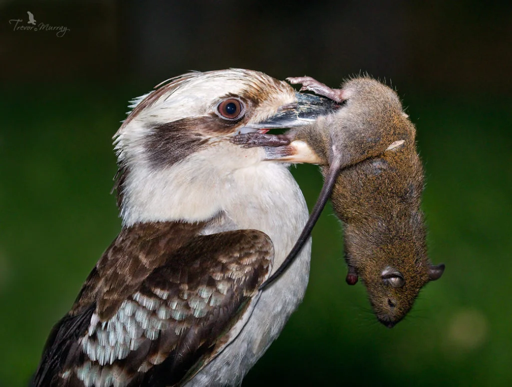 Rodenticide Poisoning in Wildlife