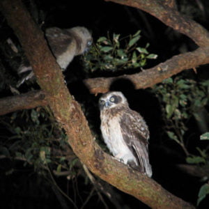 RODENT CONTROL - Owl Friendly Margaret River